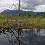 Hochmoor -  Spiegeläste