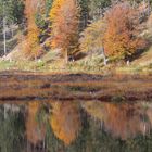 Hochmoor und Karsee im kleinen Wiesental, Nonnenmattweiher