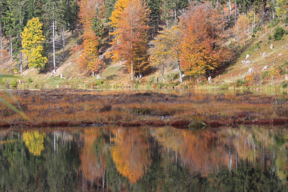 Hochmoor und Karsee im kleinen Wiesental, Nonnenmattweiher