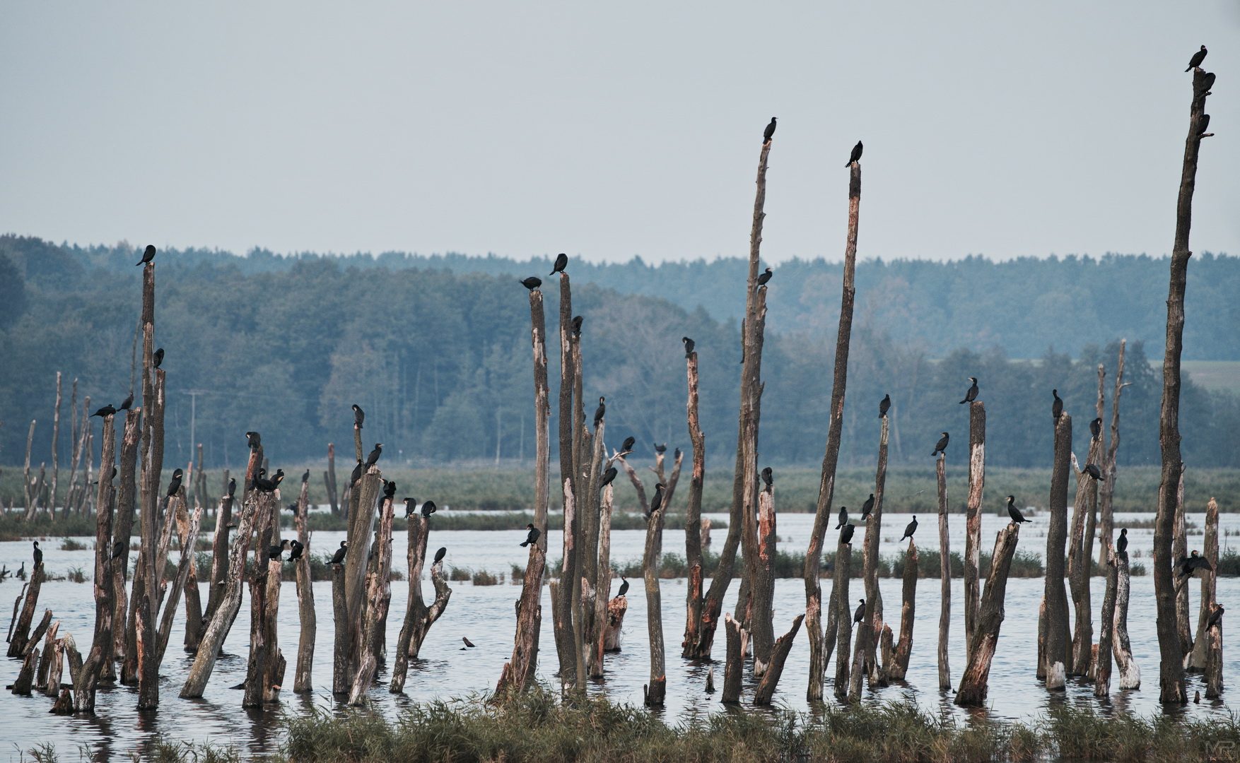 Hochmoor und Kormorane