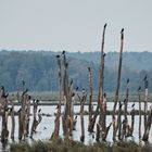 Hochmoor und Kormorane