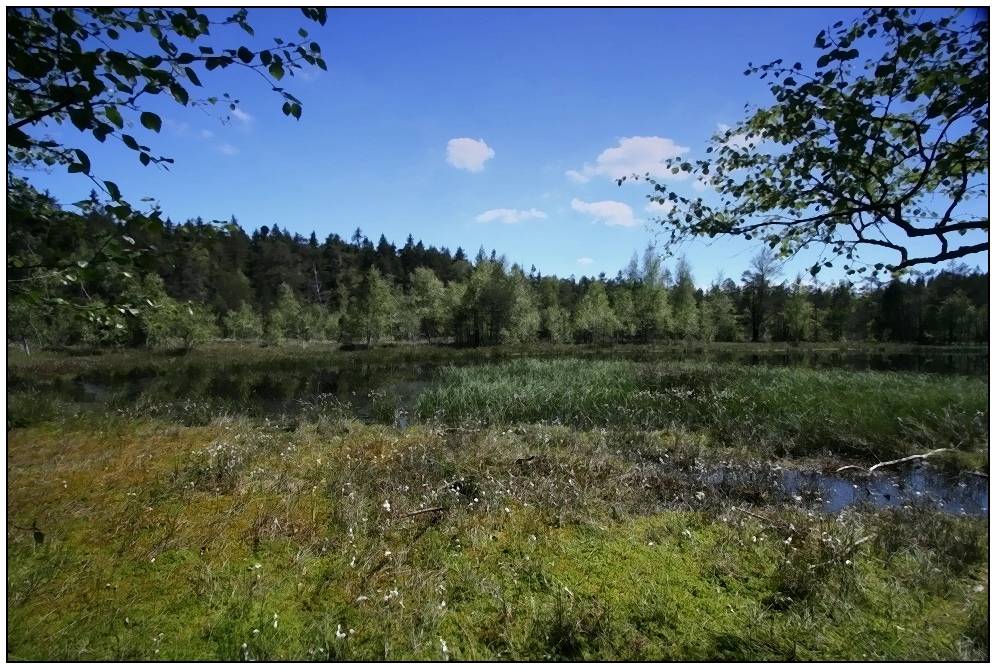 Hochmoor von Hormersdorf...