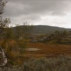 Hochmoor vor dem Regen