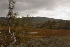 Hochmoor vor dem Regen