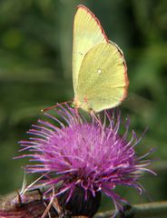 Hochmoorgelbling 01 Colias palaeno