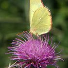 Hochmoorgelbling 01 Colias palaeno