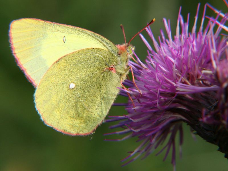 Hochmoorgelbling 02 Colias palaeno