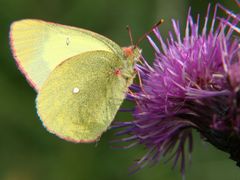 Hochmoorgelbling 02 Colias palaeno