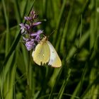 Hochmoorgelbling am Fuchs' Knabenkraut