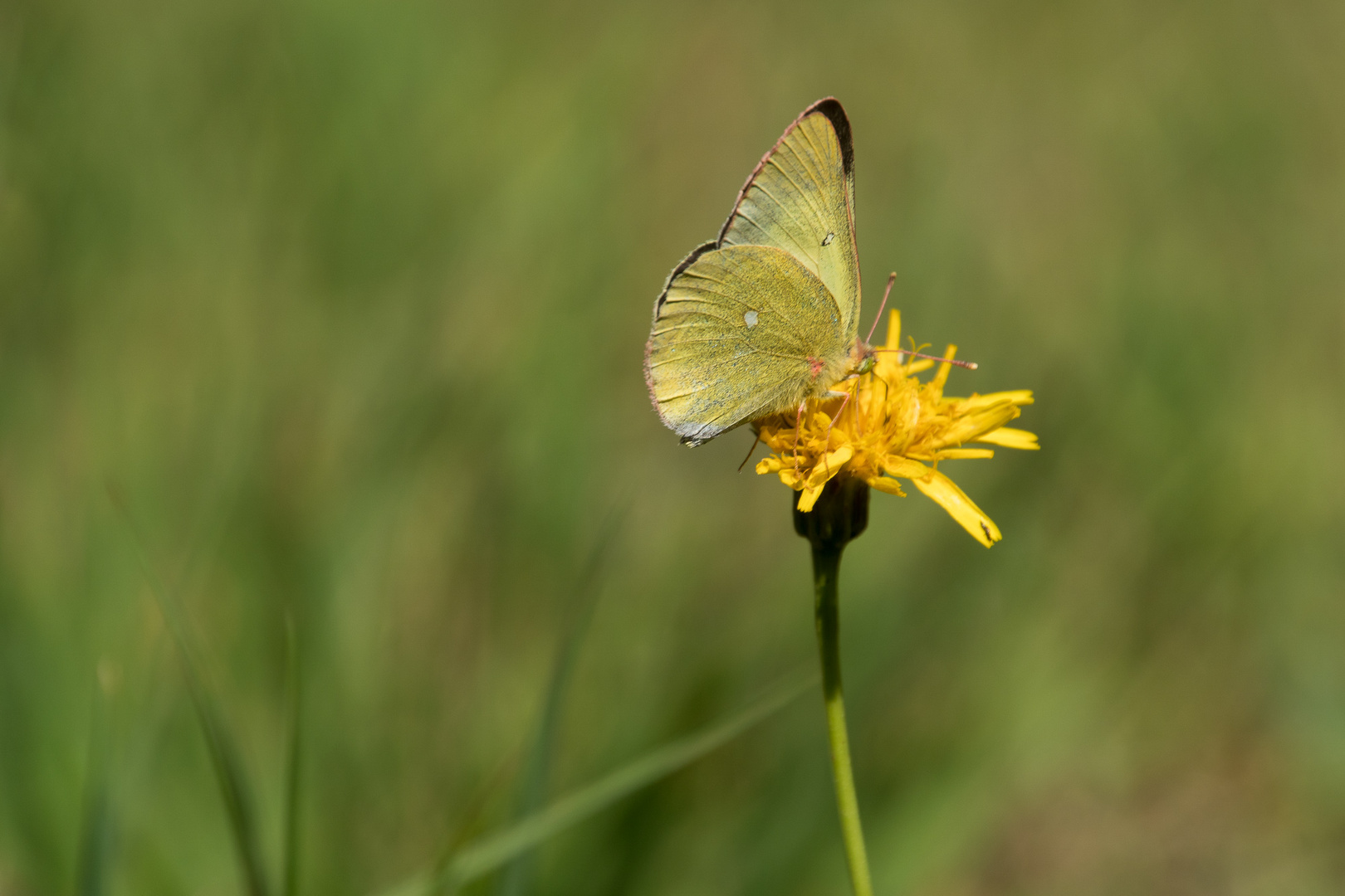 Hochmoorgelbling - Colias palaeno