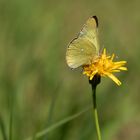 Hochmoorgelbling - Colias palaeno