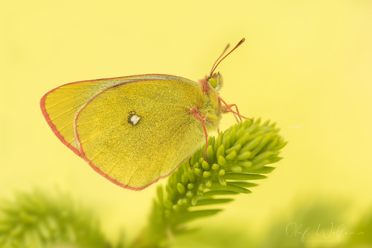 Hochmoorgelbling (Colias palaeno)