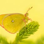 Hochmoorgelbling (Colias palaeno)