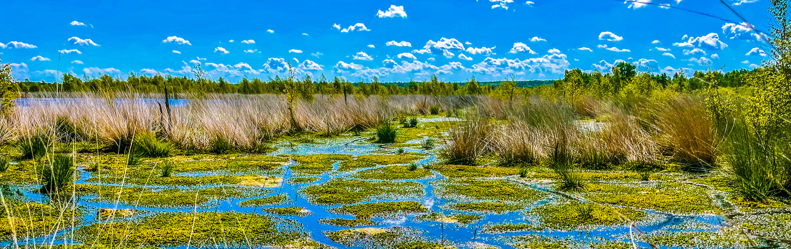 Hochmoorimpressionen