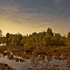 Hochmoorlandschaft