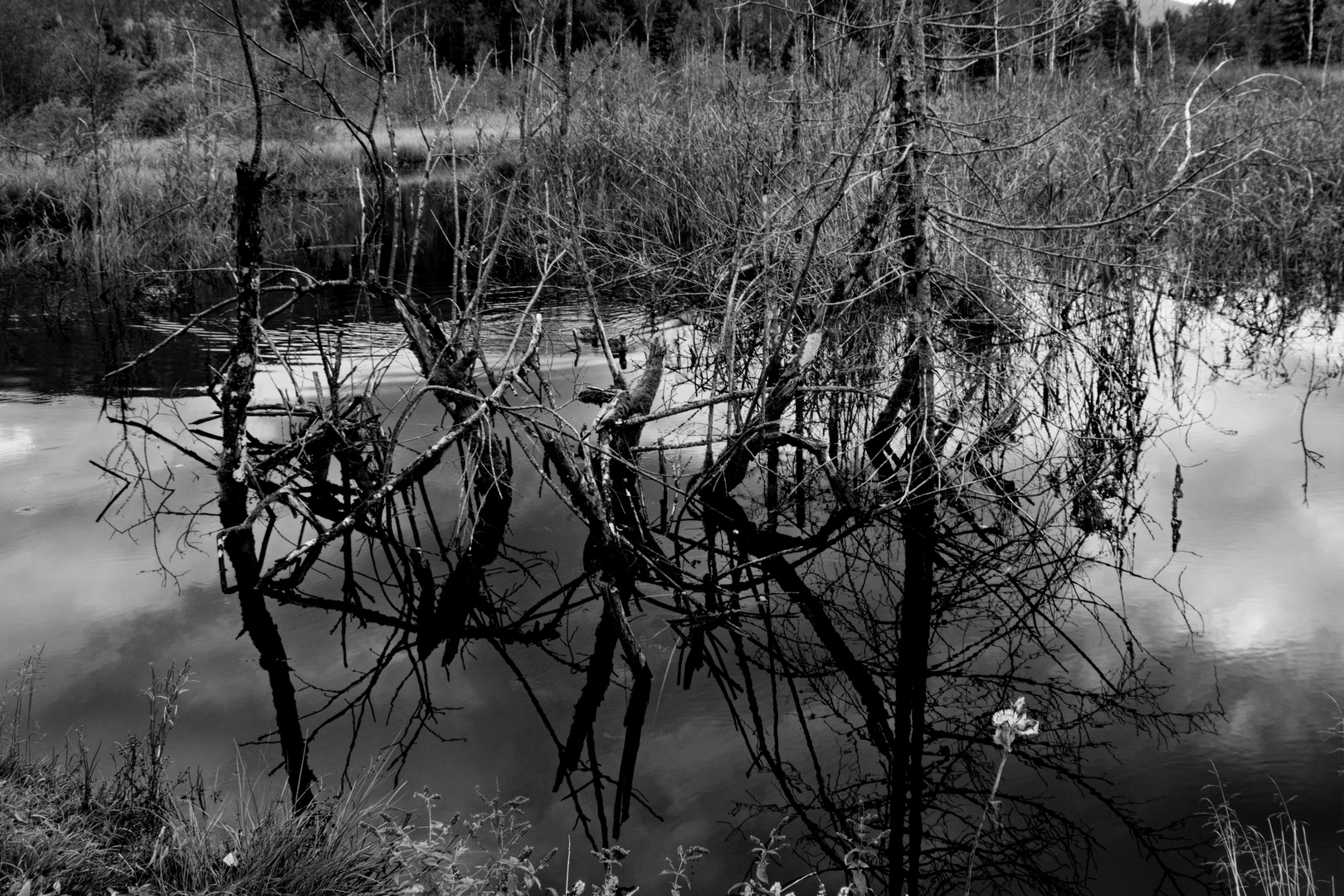 Hochmoorsee - Äste gespiegelt