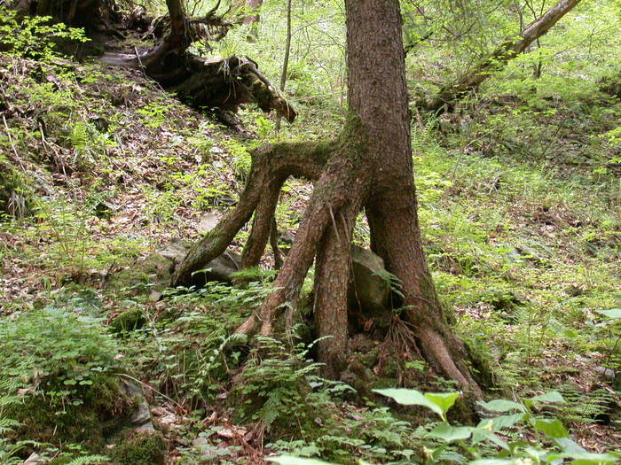 Hochmütiger Baum