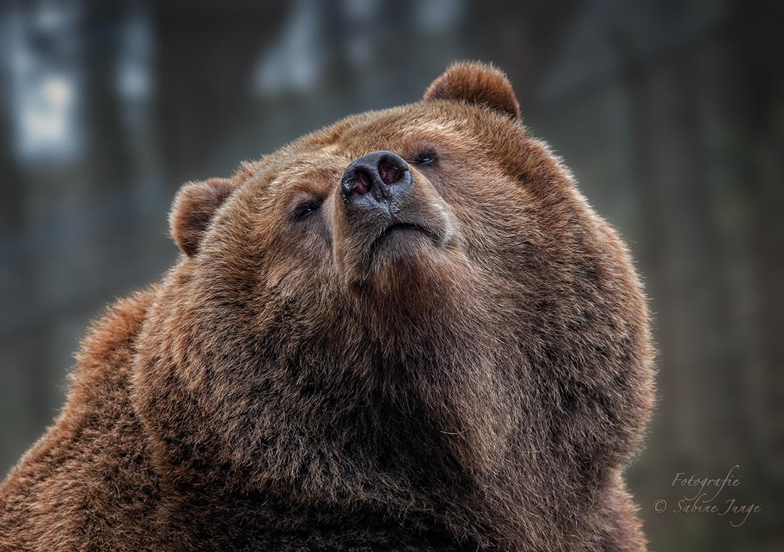 Hochnäsiger Nasenbär ;-)