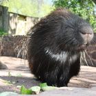 Hochnäsiges Stachelschwein