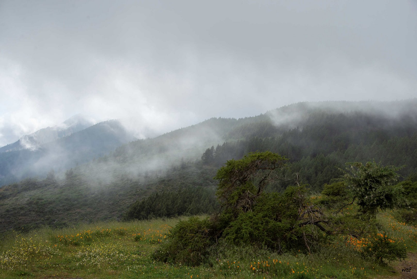 Hochnebel