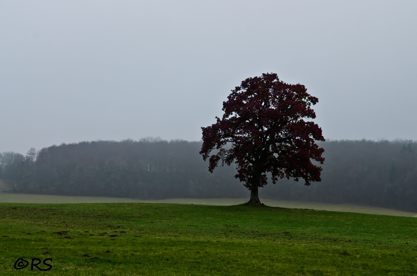 Hochnebel