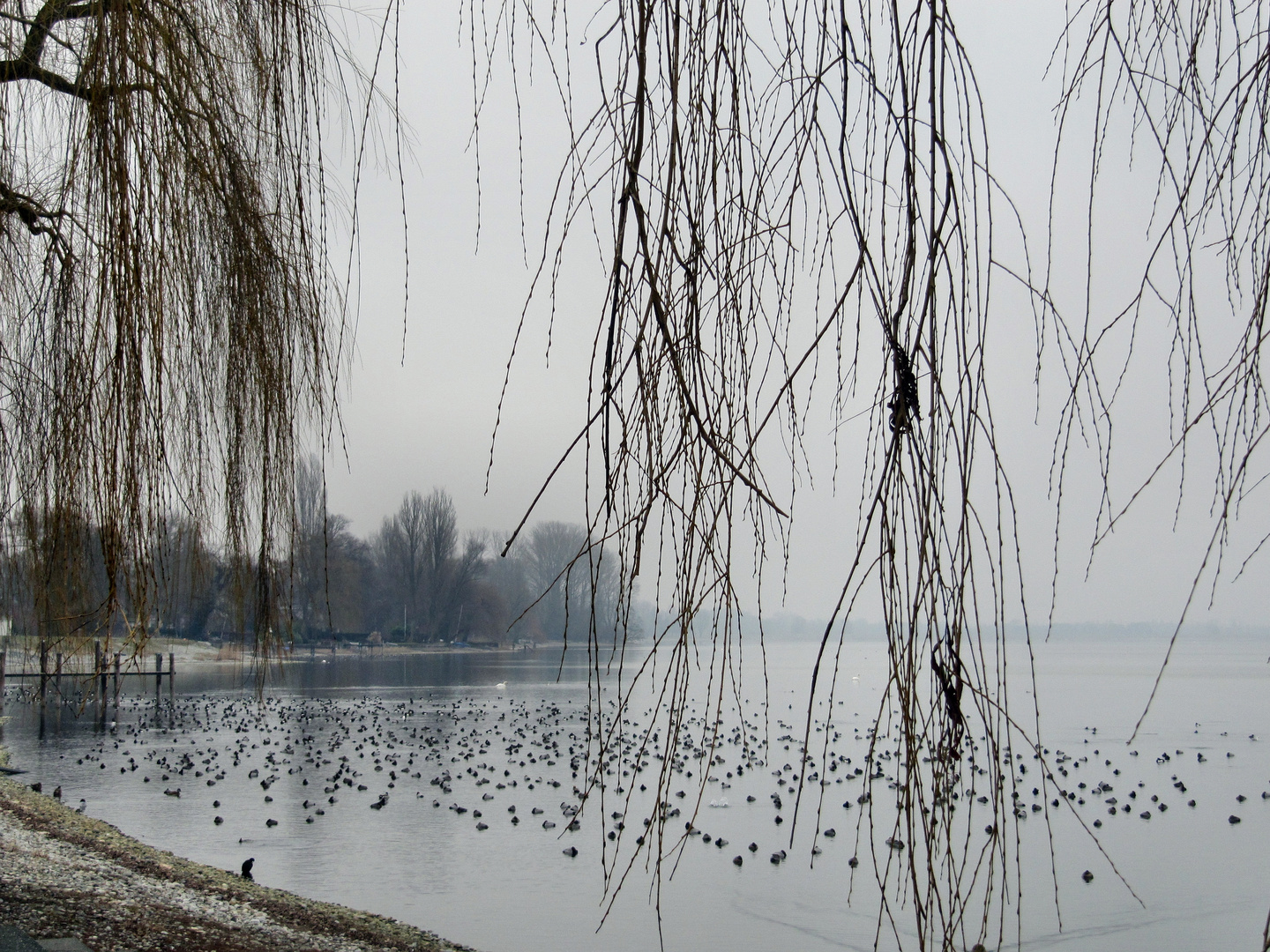 Hochnebel, gestern, ein trüber Tag am Bodensee