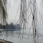 Hochnebel, gestern, ein trüber Tag am Bodensee