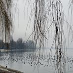 Hochnebel, gestern, ein trüber Tag am Bodensee