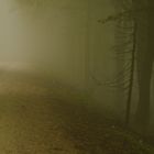 Hochnebel im Böhmerwald