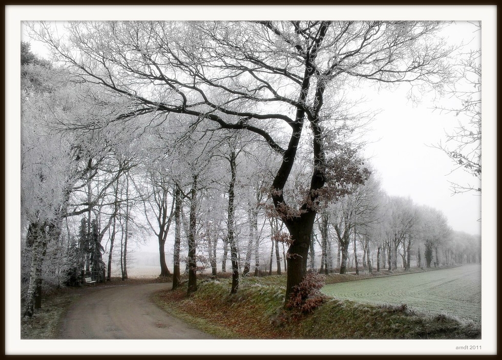 Hochnebel im Stellmoor