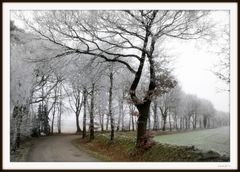 Hochnebel im Stellmoor