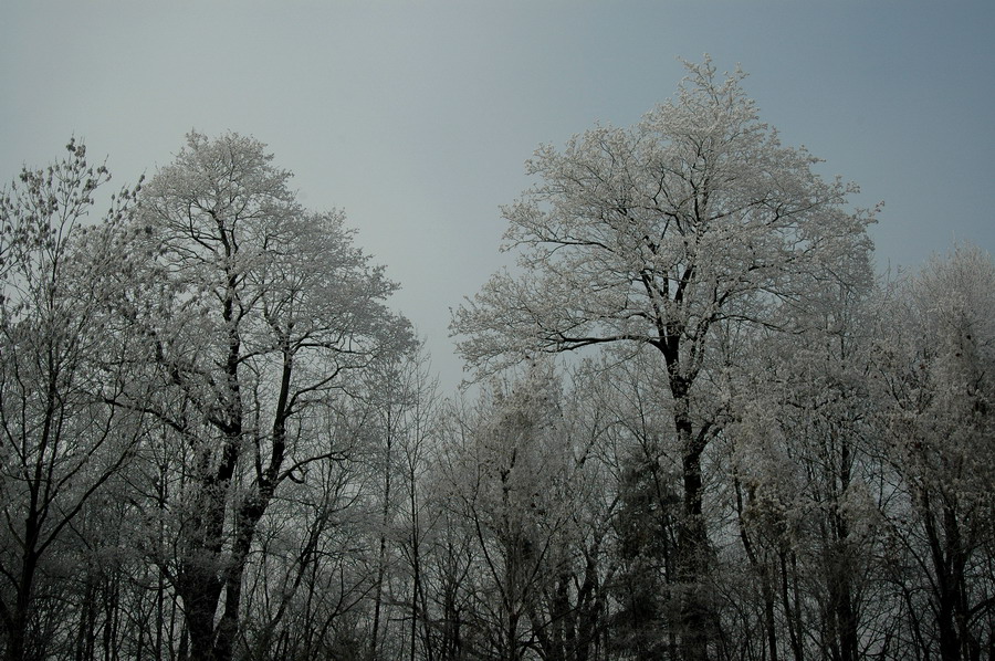 Hochnebel & Rauhreif