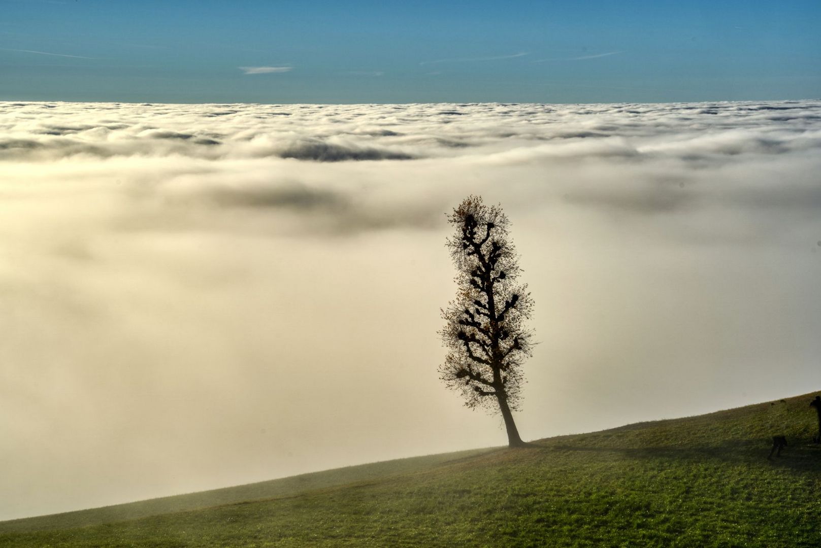 Hochnebel über dem Bodensee