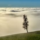 Hochnebel über dem Bodensee