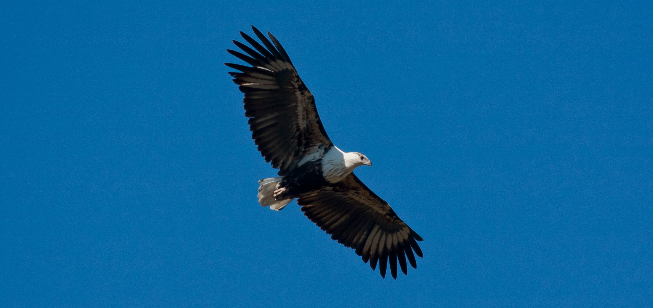 Hochoben am blauen afrikanischen Himmel...