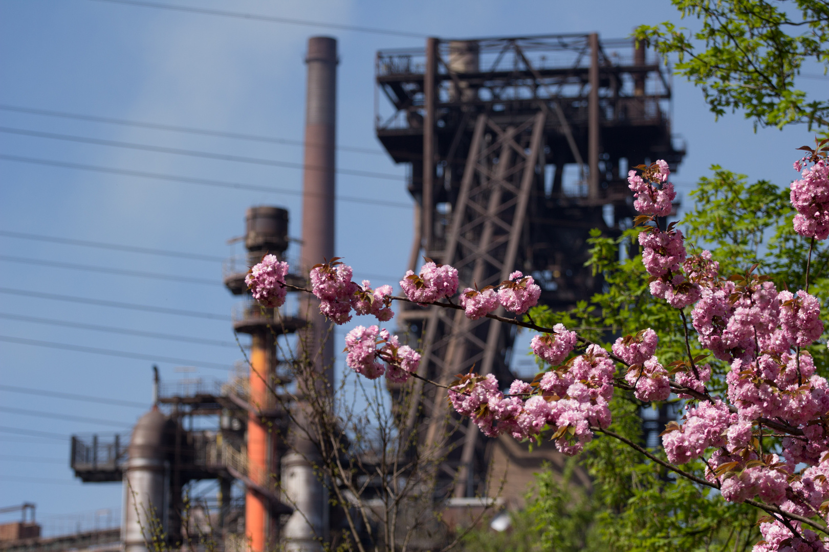 Hochofen 1 in voller Frühlingsblüte