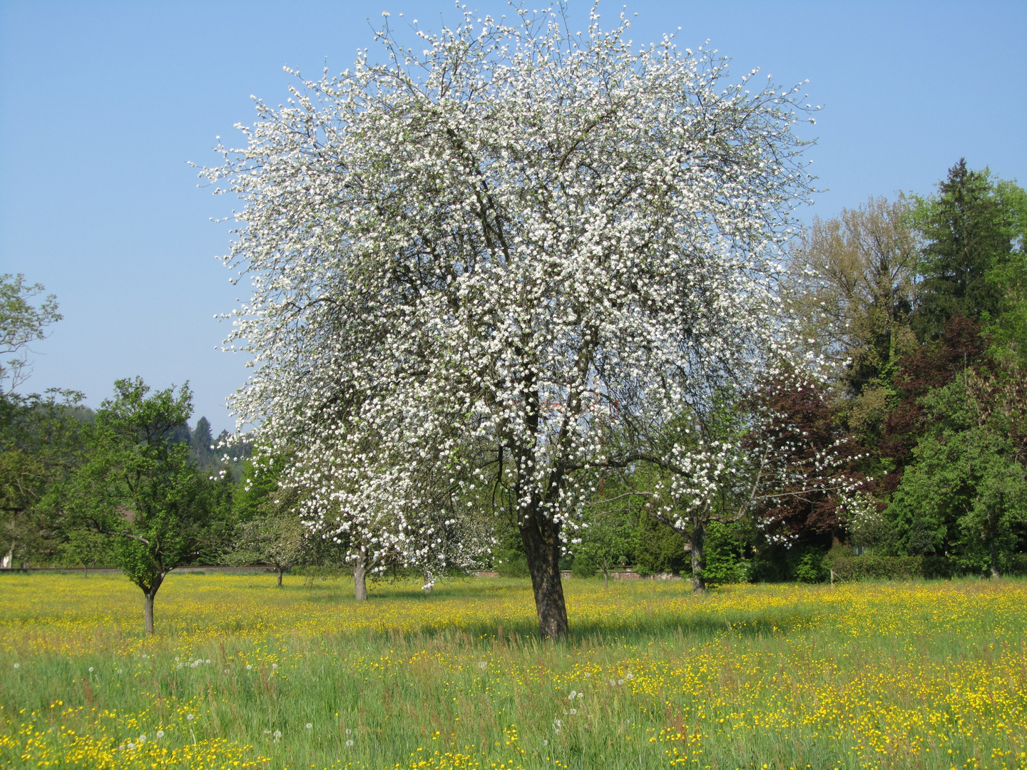 Hochrheinfrühling