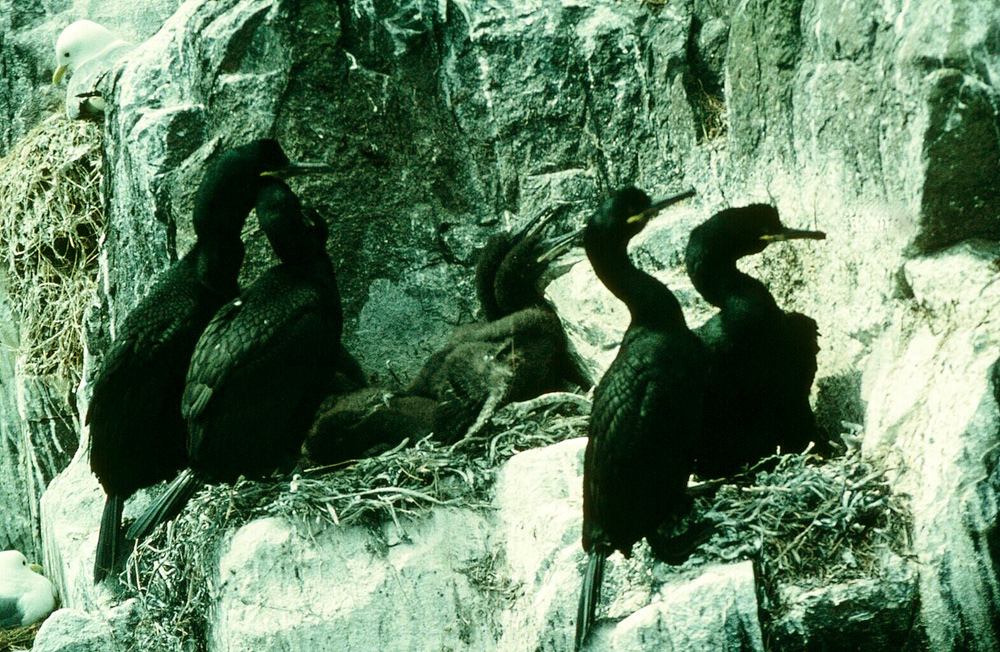 Hochsaison auf den Farnes. Krähenscharben