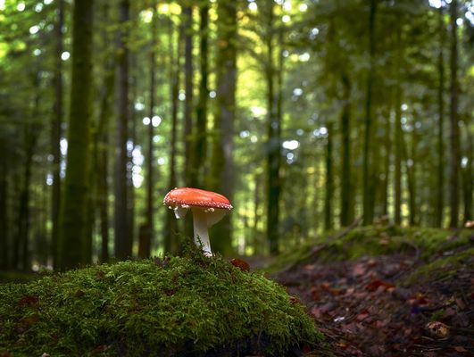 Hochsaison der "roten" Mützen