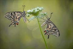 Hochsaison der Schmetterlinge