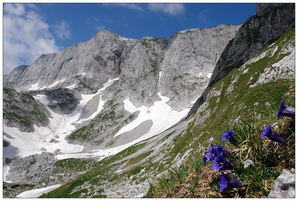 Hochschwab-Enzian