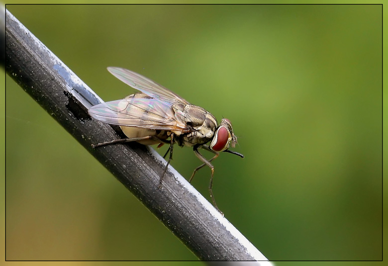 hochschwangere Fliege