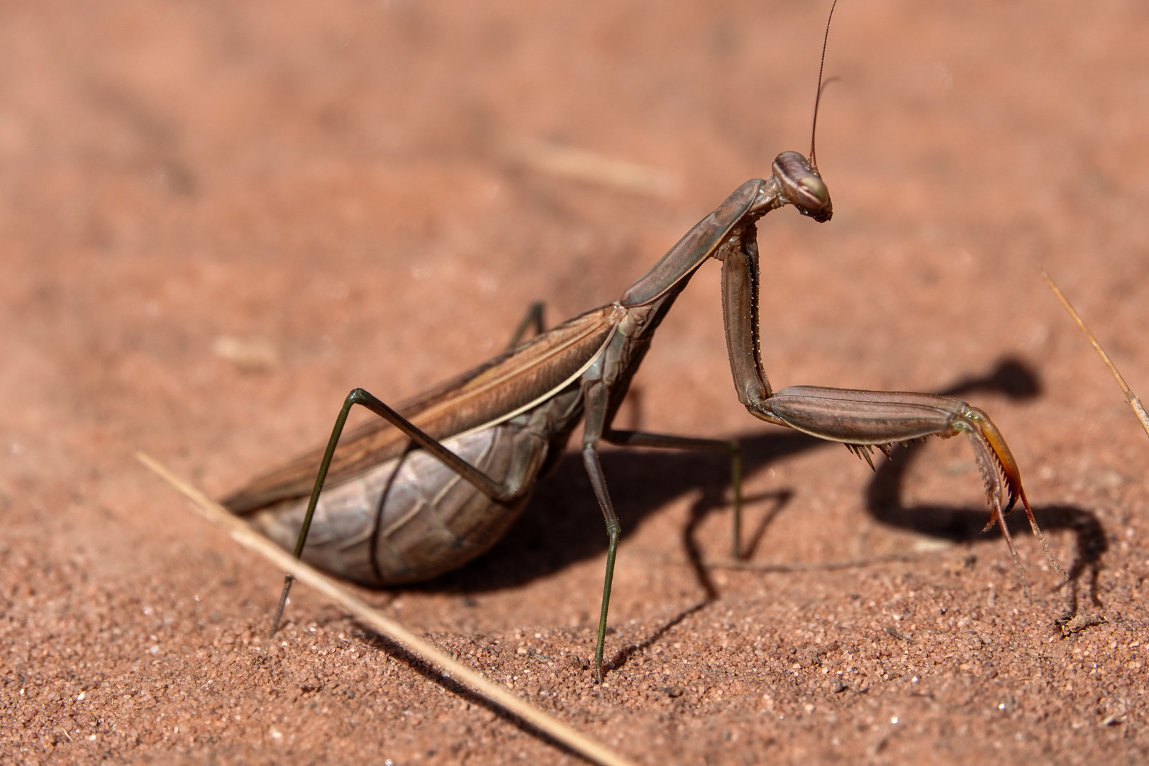 hochschwangere Mantis