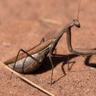 hochschwangere Mantis