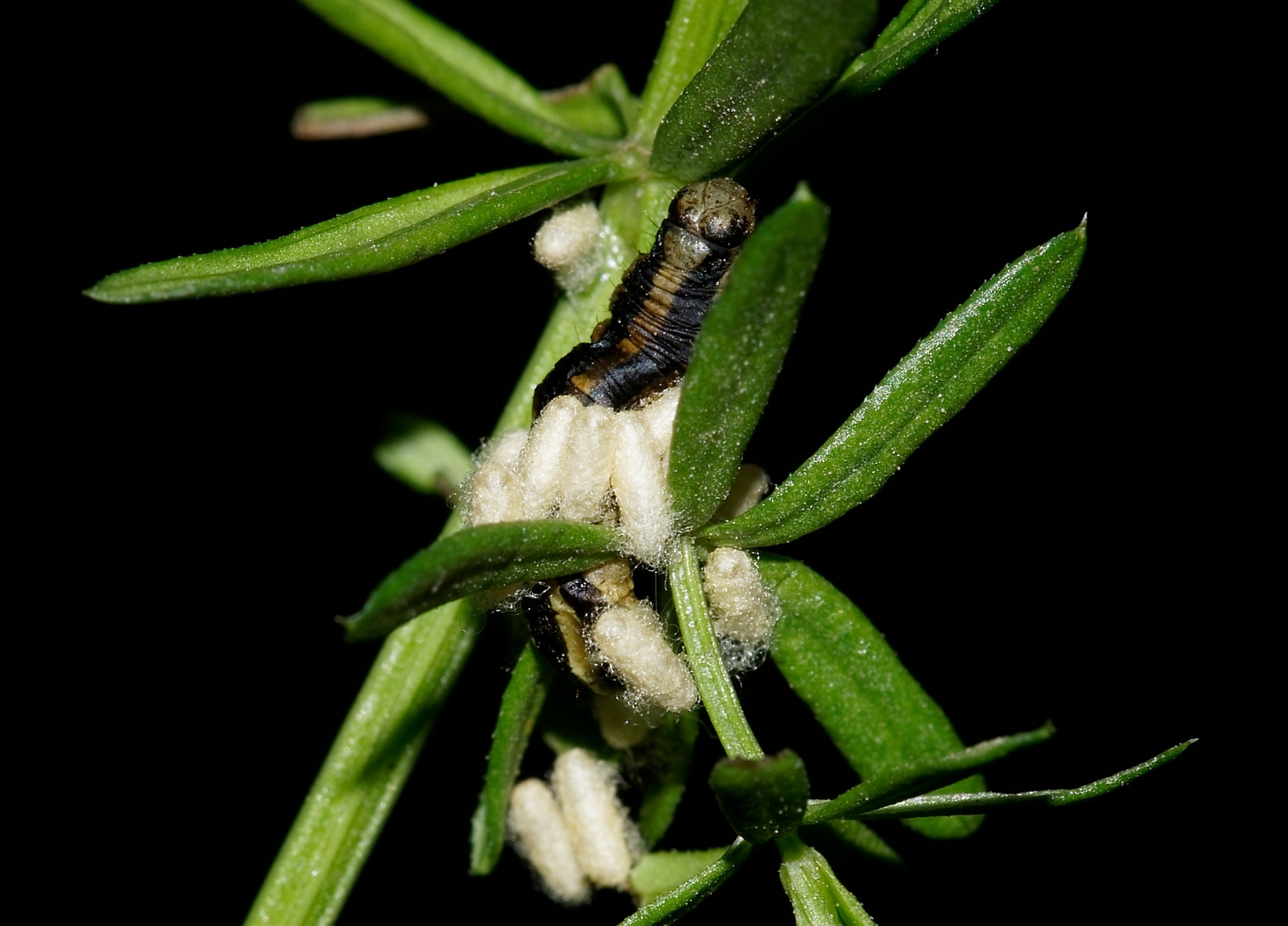 Hochschwangere Raupe