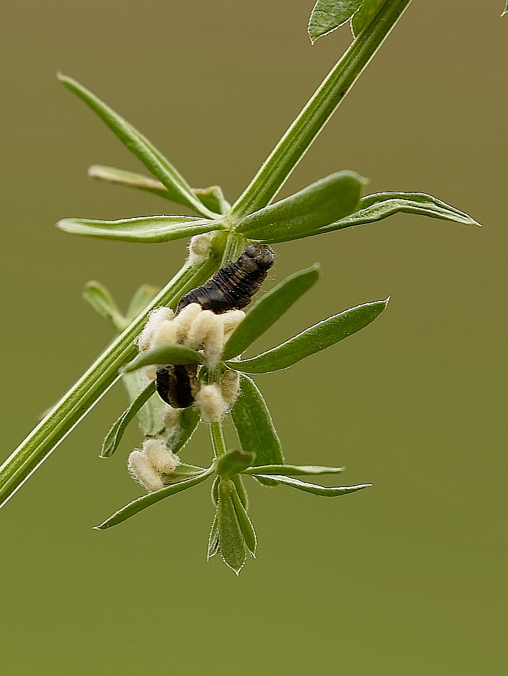 Hochschwangere Raupe