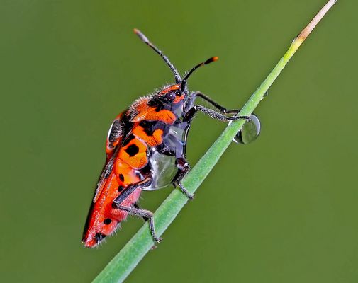 Hochschwangere Wanze! - En état de grossesse avancée!