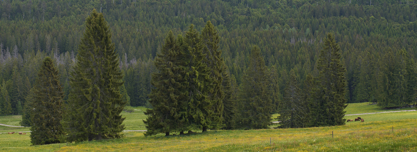 Hochschwarzwald