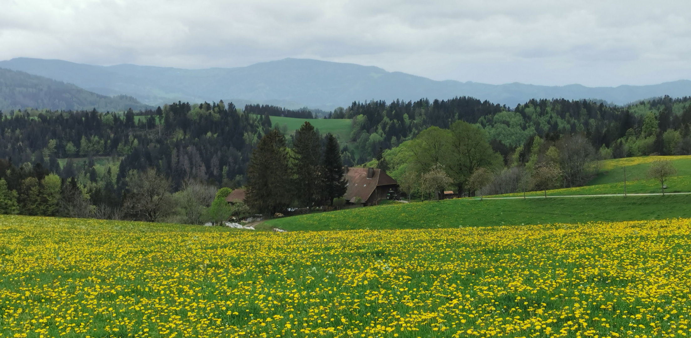 Hochschwarzwald