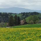 Hochschwarzwald